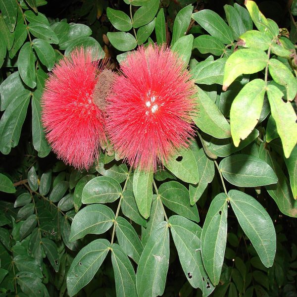 CALLIANDRA HAEMATOCEPHALA - Image 5