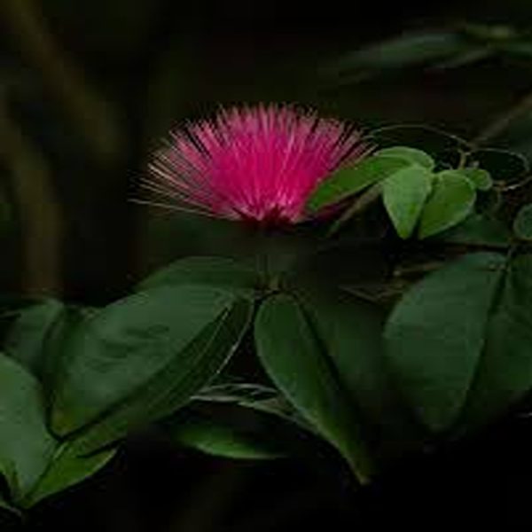 CALLIANDRA HYBRIDA - Image 5