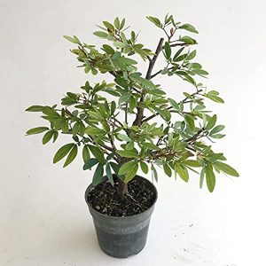CALLIANDRA EMARGINATA