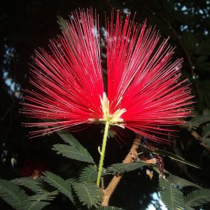 CALLIANDRA HYBRIDA ALIPORE