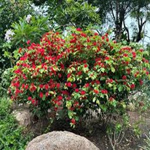 CALLIANDRA HYBRIDA