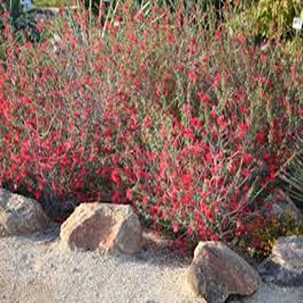 CALLIANDRA HYBRIDA - Image 3