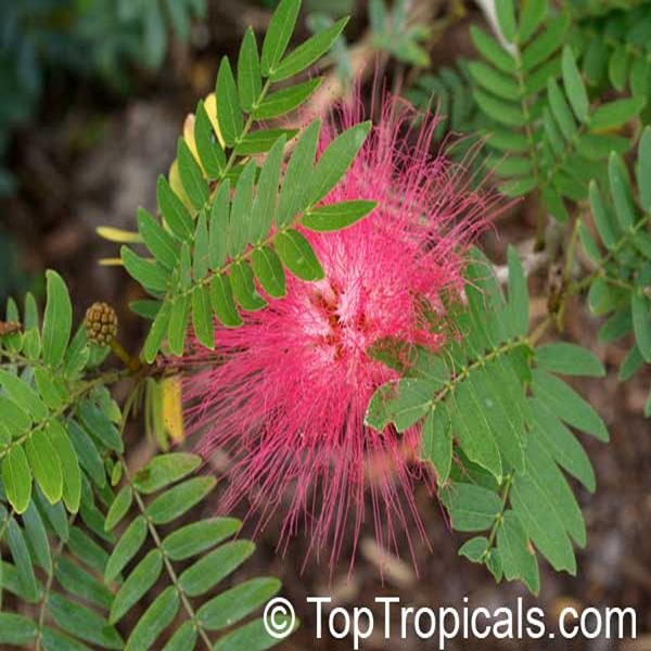 CALLIANDRA HYBRIDA - Image 4