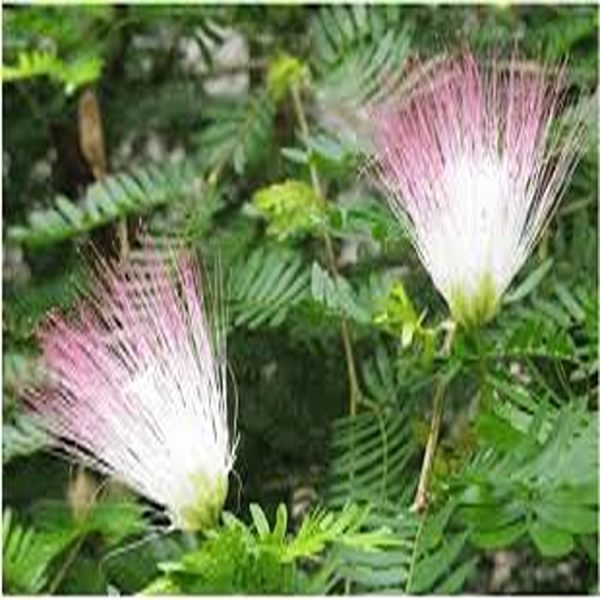 CALLIANDRA PROTORICENSIS - Image 4