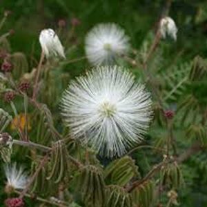 CALLIANDRA PROTORICENSIS