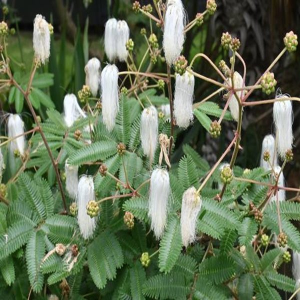 CALLIANDRA PROTORICENSIS - Image 3