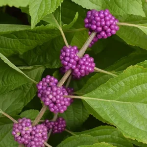 CALLICARPA CANA