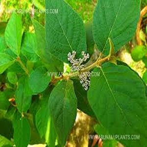 CALLICARPA CANA