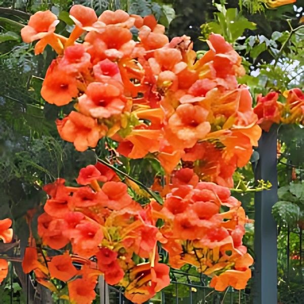 CAMPSIS GRANDIFLORA - Image 5