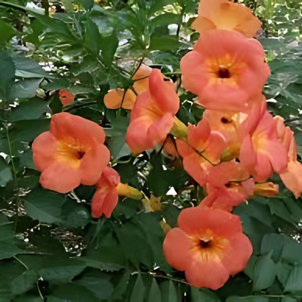 CAMPSIS GRANDIFLORA - Image 2
