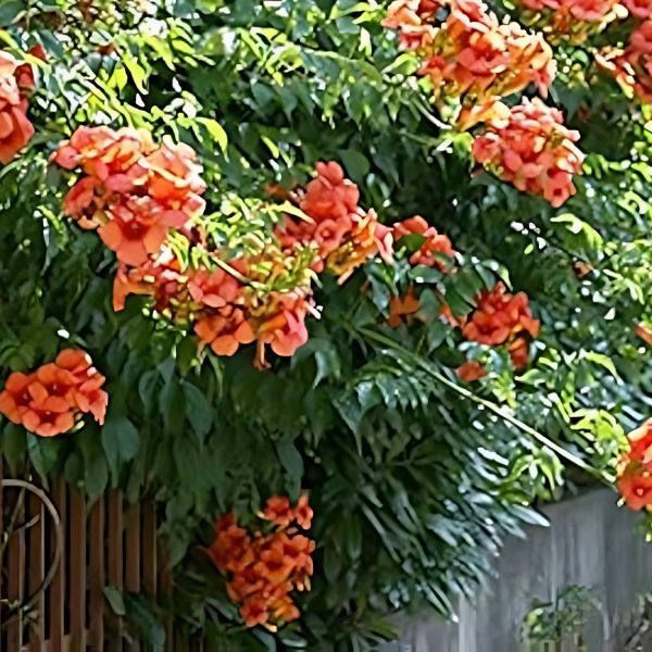 CAMPSIS GRANDIFLORA - Image 3
