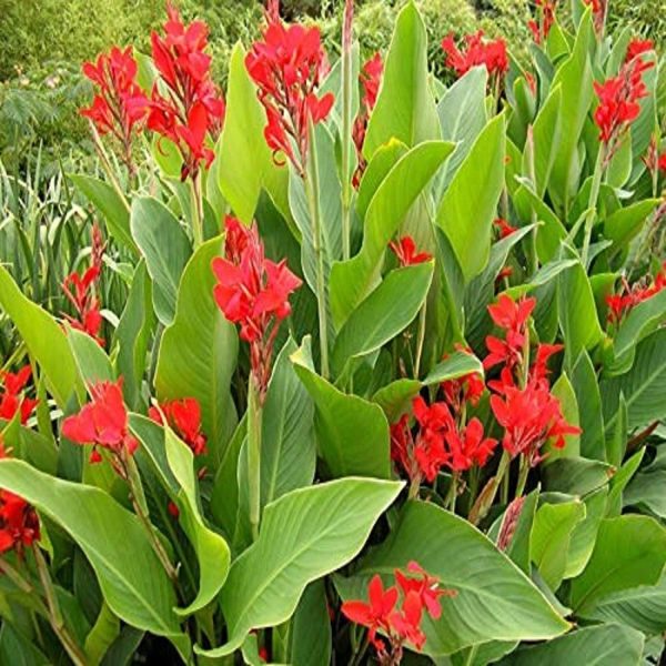 CANNA INDICA - Image 3