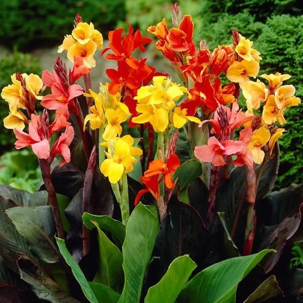 CANNA INDICA HYBRID - Image 3