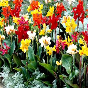 CANNA INDICA HYBRID