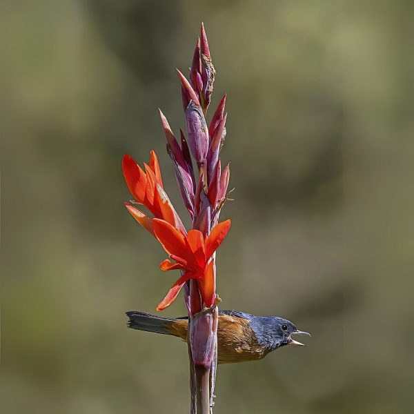 CANNA INDICA RUBRA - Image 3