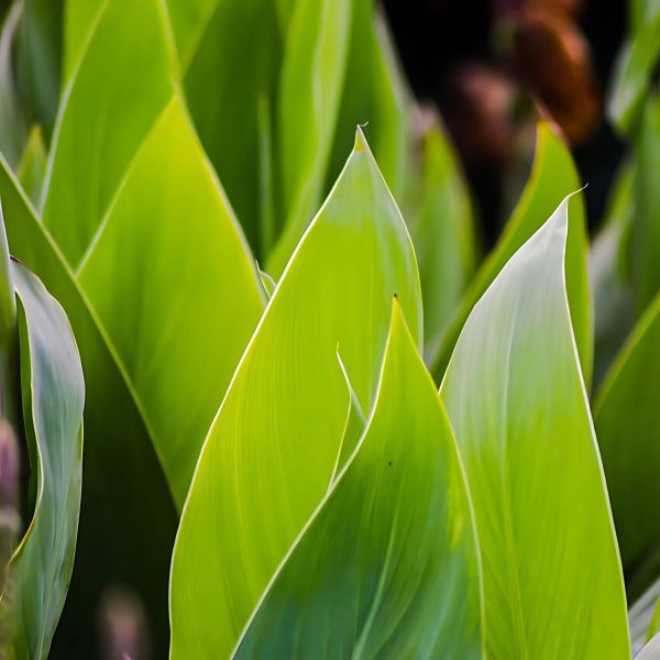 CANNA INDICA RUBRA - Image 4