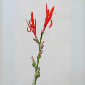 CANNA INDICA RUBRA