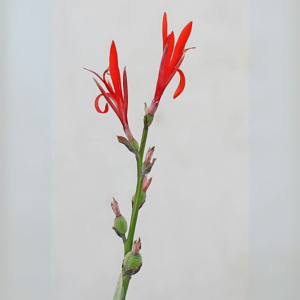 CANNA INDICA RUBRA - Image 2