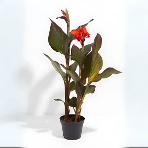 CANNA INDICA RUBRA
