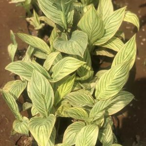 CANNA INDICA RUBRA VARIEGATED