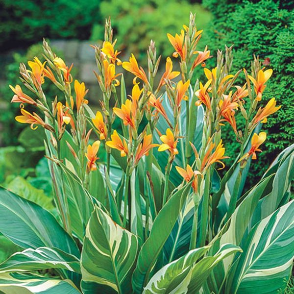 CANNA INDICA VARIEGATA - Image 3