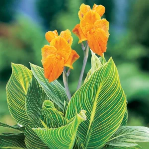 CANNA INDICA VARIEGATA