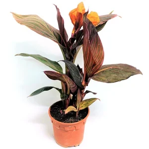CANNA INDICA VARIEGATA