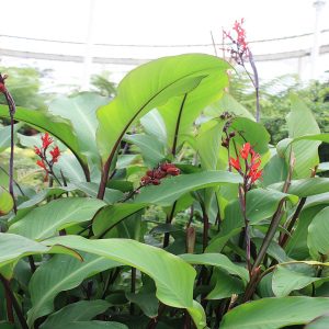 CANNA INDICA