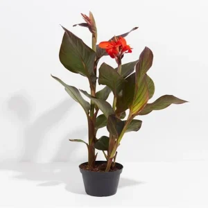 CANNA INDICA