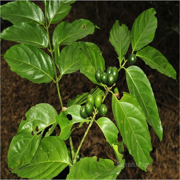 CANTHIUM GLABRUM