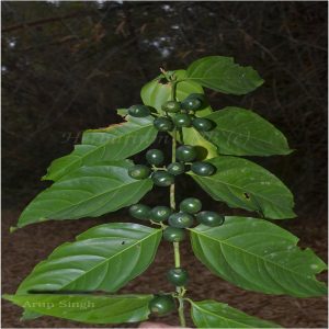CANTHIUM GLABRUM
