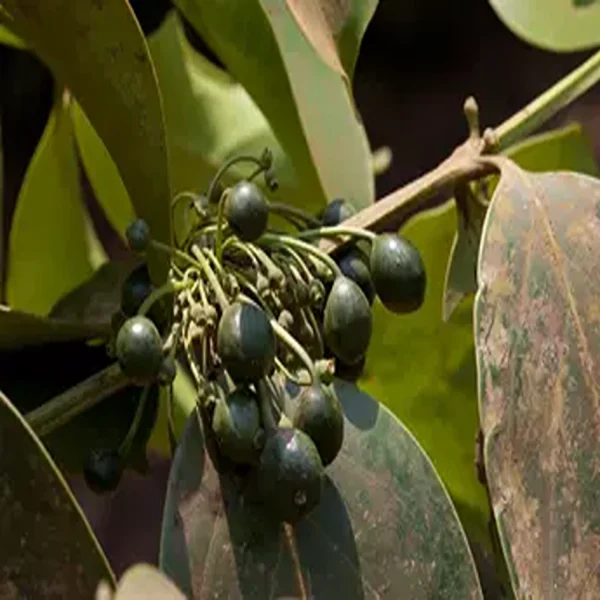 CANTHIUM GLABRUM - Image 3