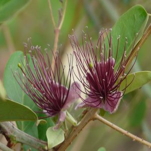 CAPPARIS HORRIDA