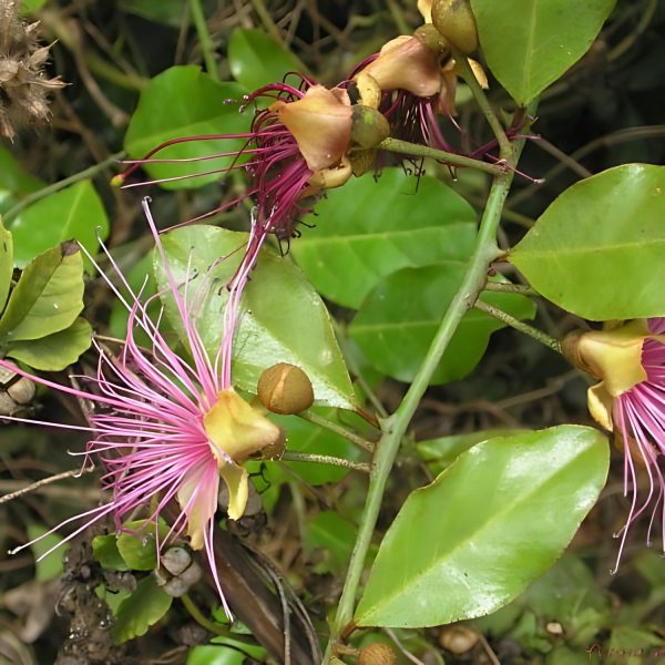CAPPARIS HORRIDA - Image 3