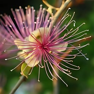 CAPPARIS HORRIDA