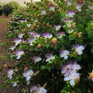 CAPPARIS SPINOSA