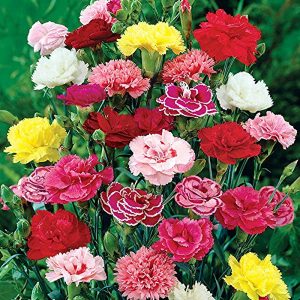 CARNATION SPP.