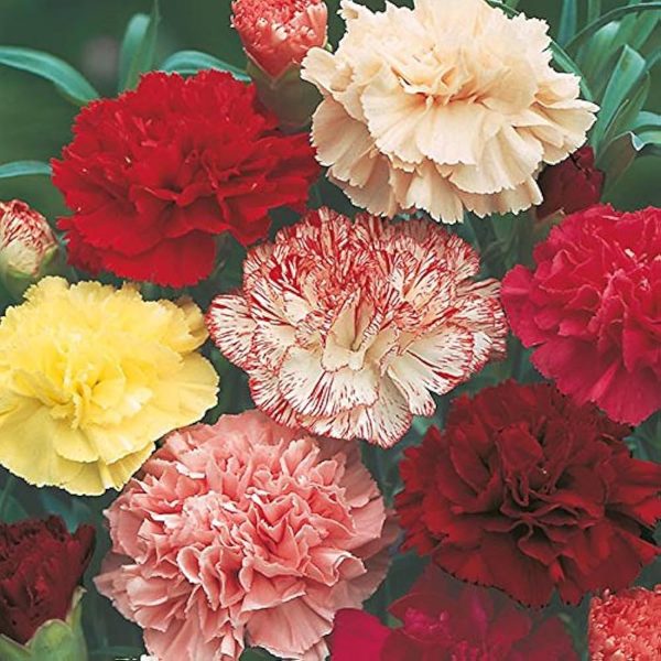 CARNATION SPP. - Image 3