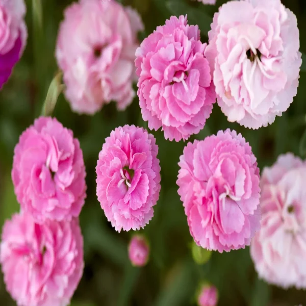 CARNATION SPP. - Image 4