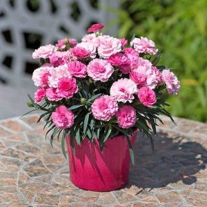 CARNATION SPP.