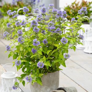 CARYOPTERIS MASTACANTHUS