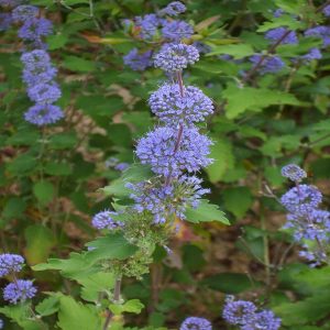 CARYOPTERIS MASTACANTHUS