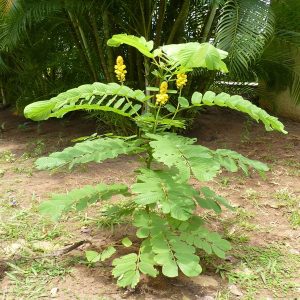 CASSIA ALATA