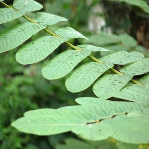 CASSIA ALATA