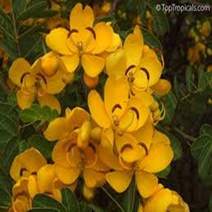 CASSIA BICAPSULARIS