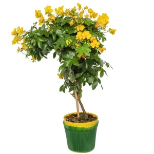 CASSIA BICAPSULARIS
