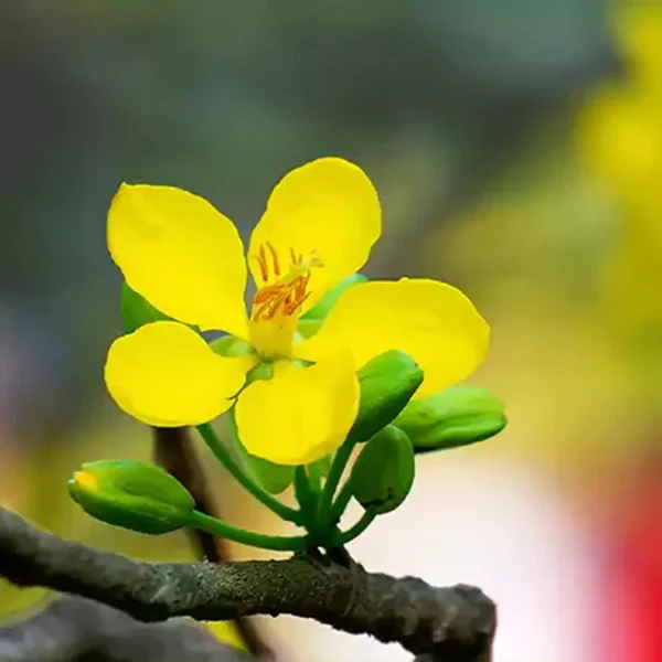 CASSIA BIFLORA - Image 3
