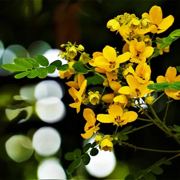 CASSIA BIFLORA - Image 4