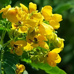 CASSIA BIFLORA
