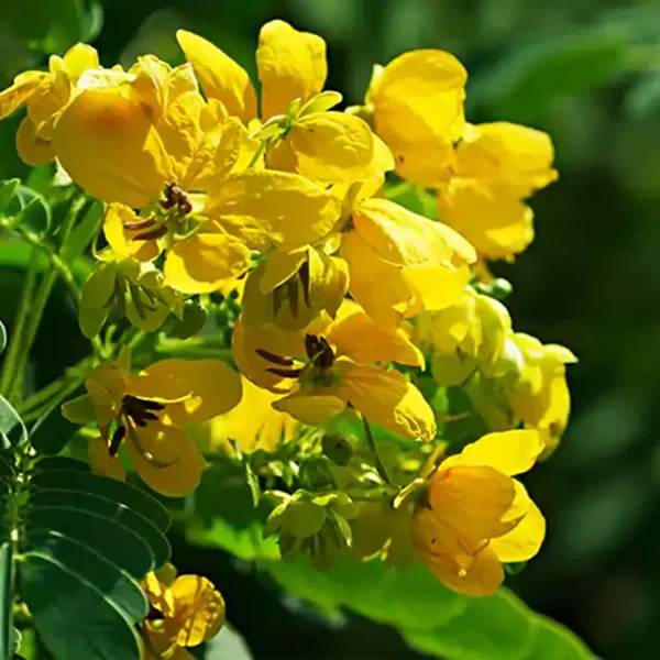 CASSIA BIFLORA